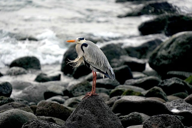 Wild Bird