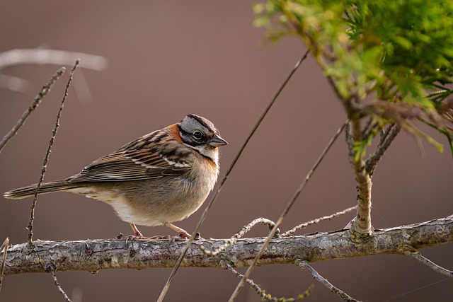 Save Big on High-Quality Bulk Peanuts for Birds in Bristol