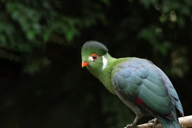 Wild Bird