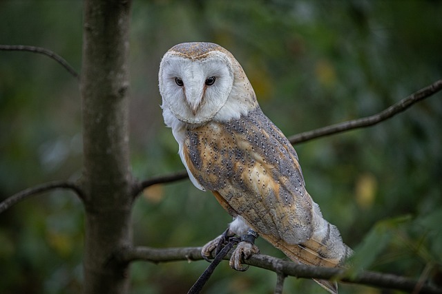 Wild Bird