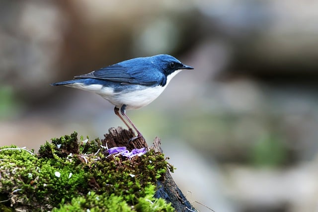 Wild Bird