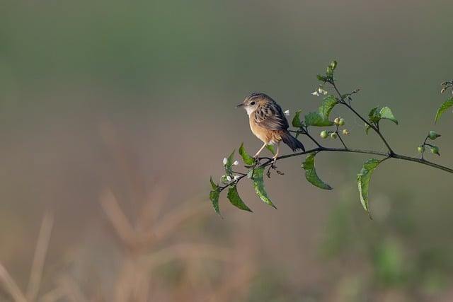 Wild Bird