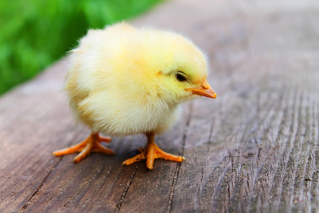 Wild Bird