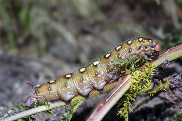 worms