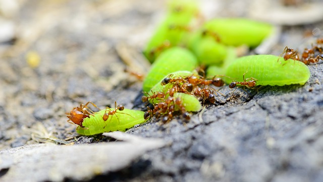 worms