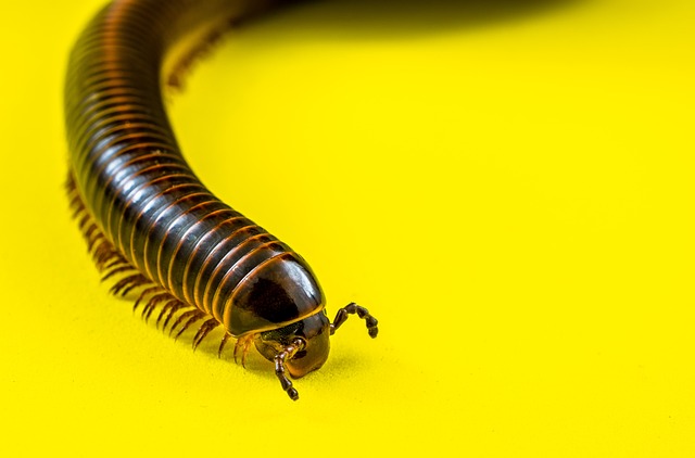 worms
