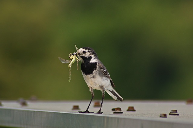 Nourish Your Feathered Friends: Leicester's Top Sunflower Seeds &amp; Dried Mealworms