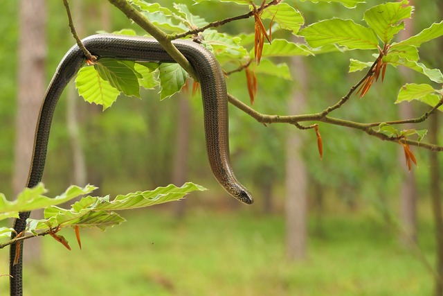 worms