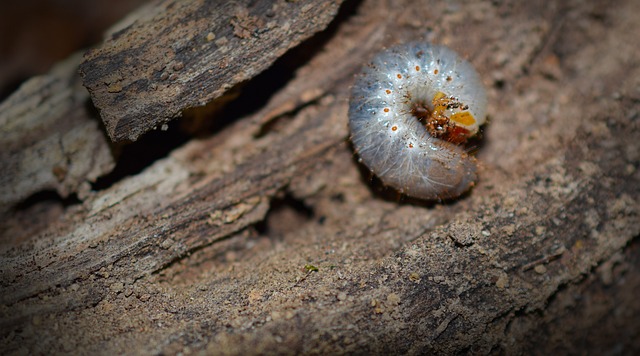worms-640x480-37058788.jpeg
