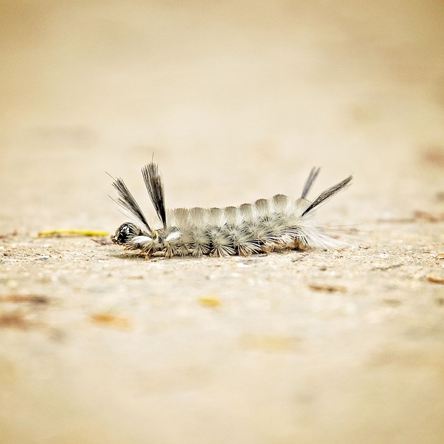 Transform Your Yard: Save Big with Dried Mealworms for Cardiff Birds