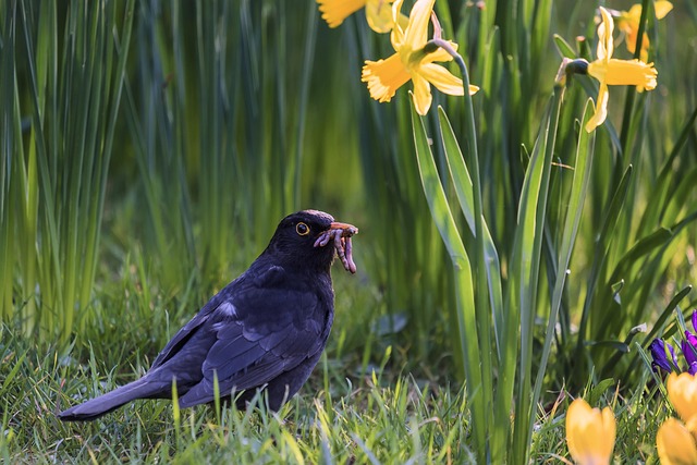 Feed Your Sheffield Birds Luxuriously with Our Bulk, High-Quality Mealworm Mix – Free Shipping!