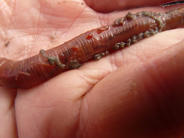 worms