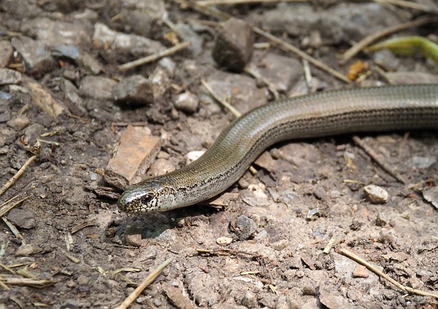 worms