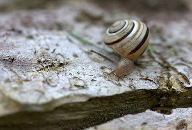 worms