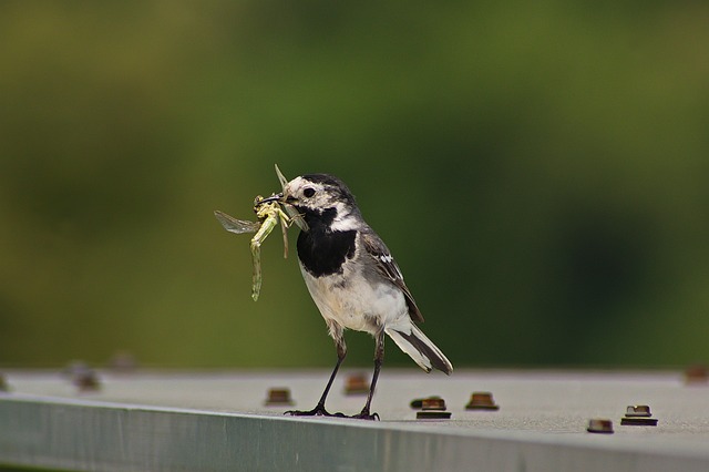 Feed Your London Flock: Affordable Dried Mealworms & Nectar Combo