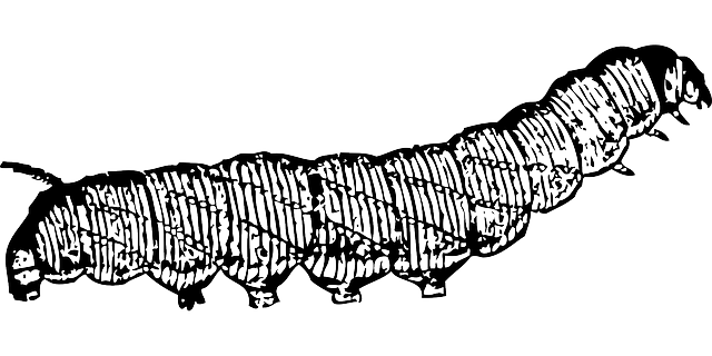 worms