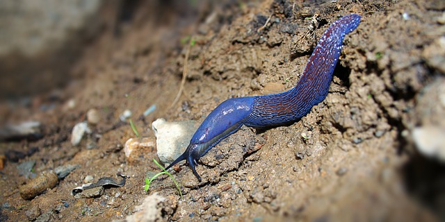 worms