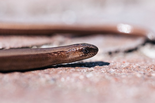 worms-640x480-71848694.jpeg