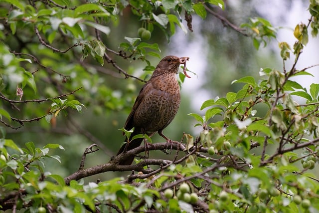 Save Money, Feed Flock: Bulk Order Dried Mealworms for Birds Leeds!