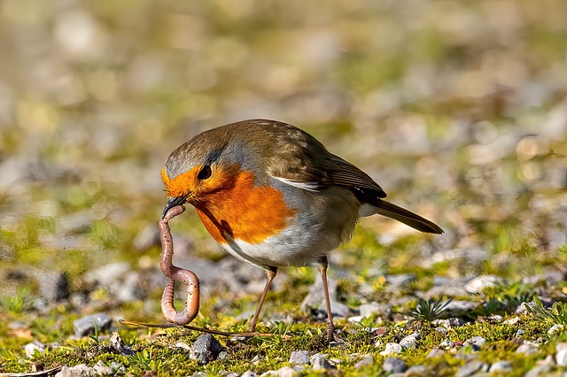 Transform Your Yard: Easy Installation Bird Feeder with Dried Mealworms for Birds in Leeds