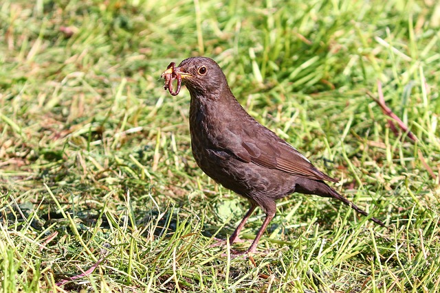Free Shipping on Bulk Dried Mealworms: Best Deals for Birmingham Birds!