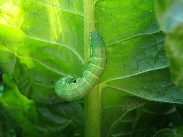 worms