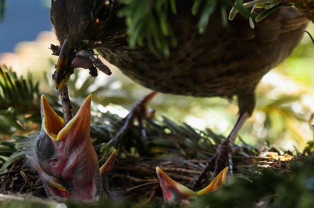 Feed Your Feathered Friends Affordably: Birmingham’s Best Bird Feeder with Dried Mealworms!