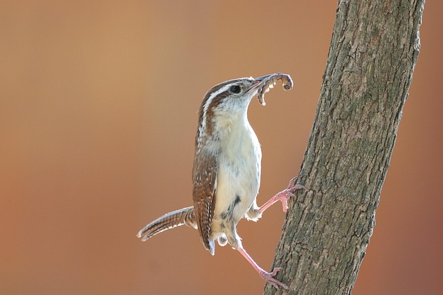 Attract Birds, Repel Squirrels: Fresh Mealworms Delivered to Cardiff