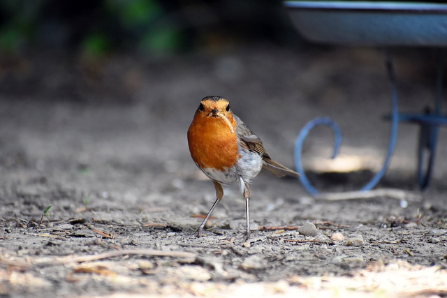 Liverpool's Top Deal: Bulk Dried Mealworms &amp; Free Shipping on Wild Bird Seed