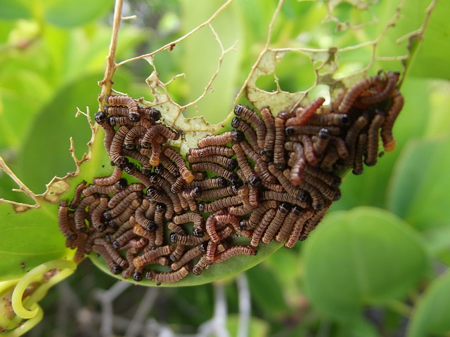Attract Birds in Liverpool Instantly: Free Mealworms with Easy-Install Guardian Feeder