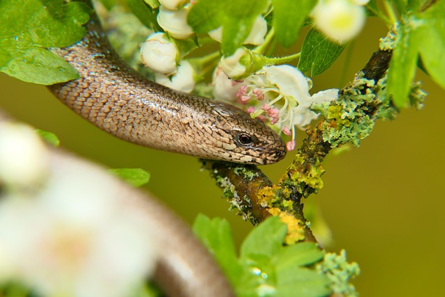 worms