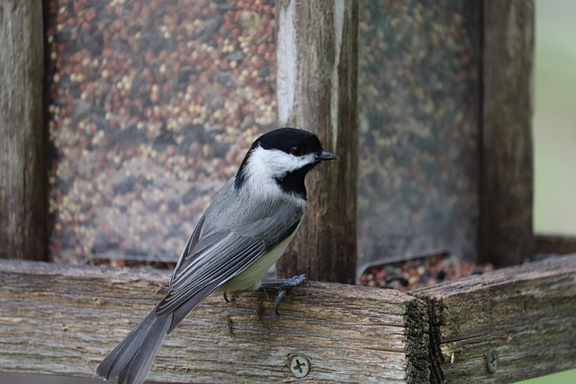 bird feeder