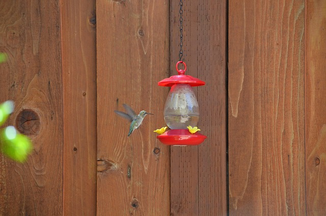 bird feeder