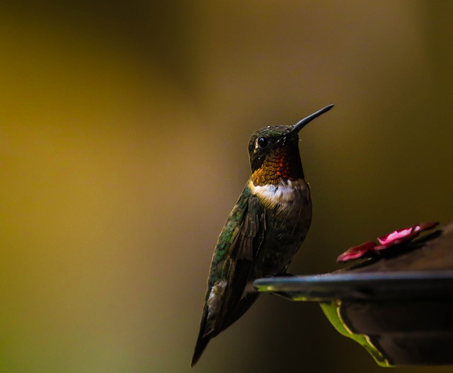 bird feeder