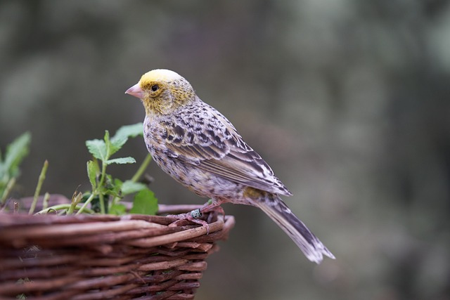 bird feeder