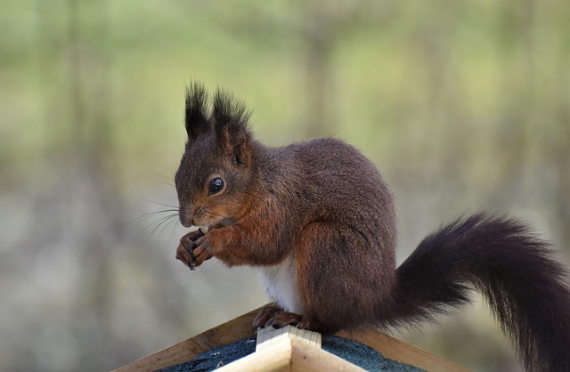 squirrel