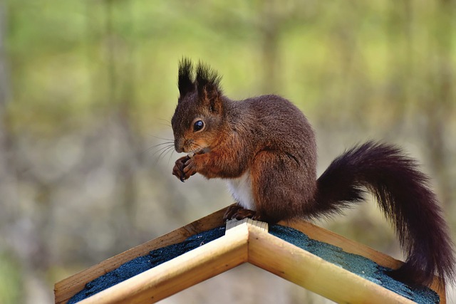 squirrel