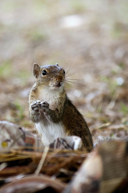 squirrel