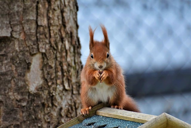 squirrel