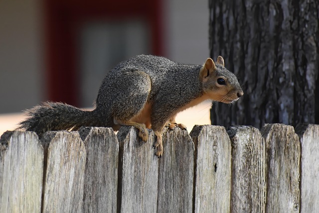 Squirrel-Proof Your Feedings: Save Money with Bradford's Top-Rated Guardian Feeder