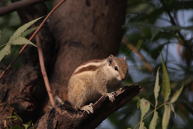 squirrel