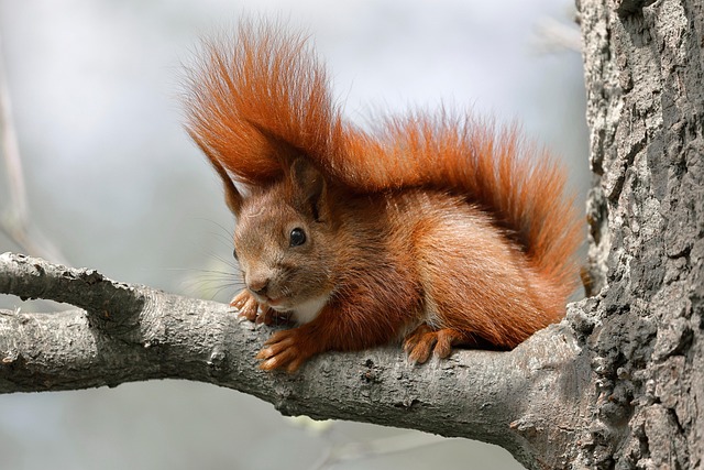 squirrel