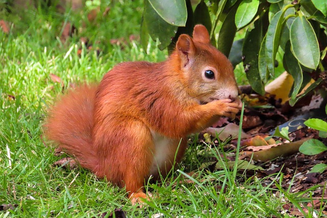 Squirrel Proof Feeders Leicester: Natural Preservatives, Longer Bird Feasts, Save You Money!