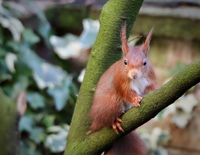 squirrel-640x480-877565.jpeg