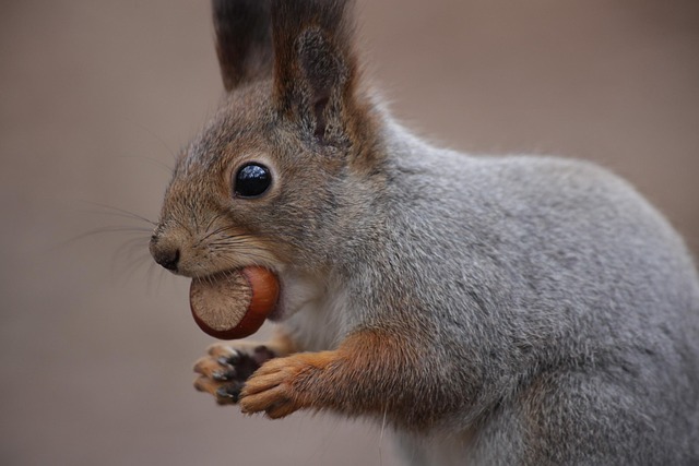 squirrel