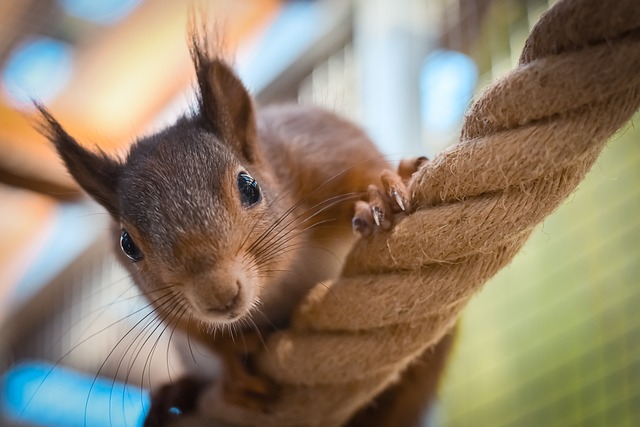 squirrel
