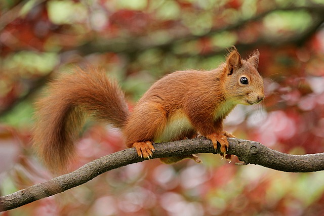 squirrel
