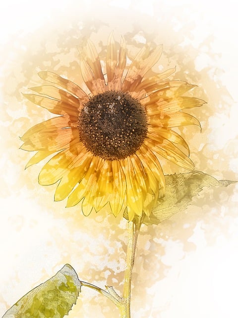 sunflower