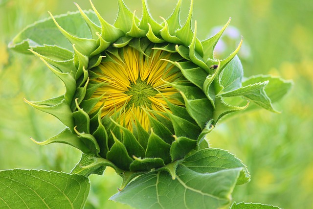 sunflower