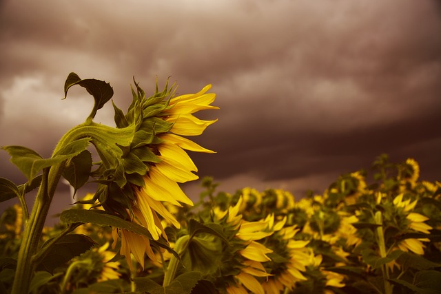 sunflower
